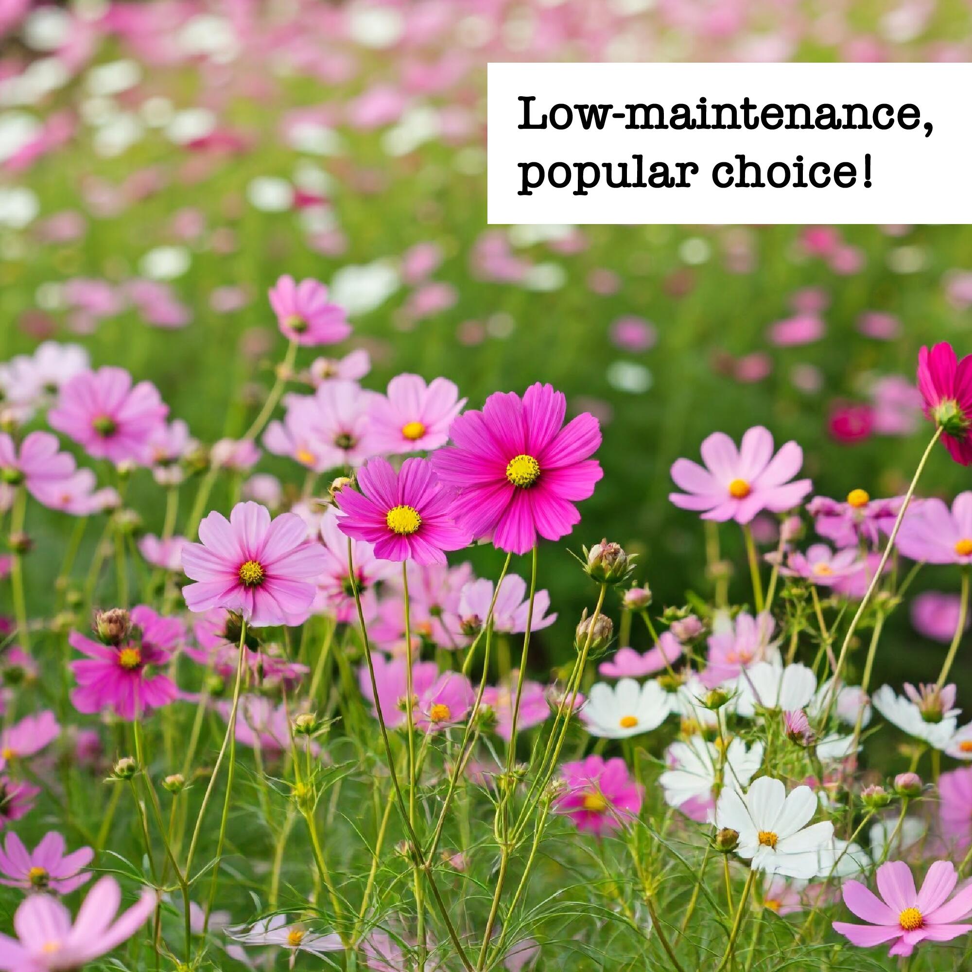 Field of pink and white flowers with text 'Low-maintenance, popular choice!'
